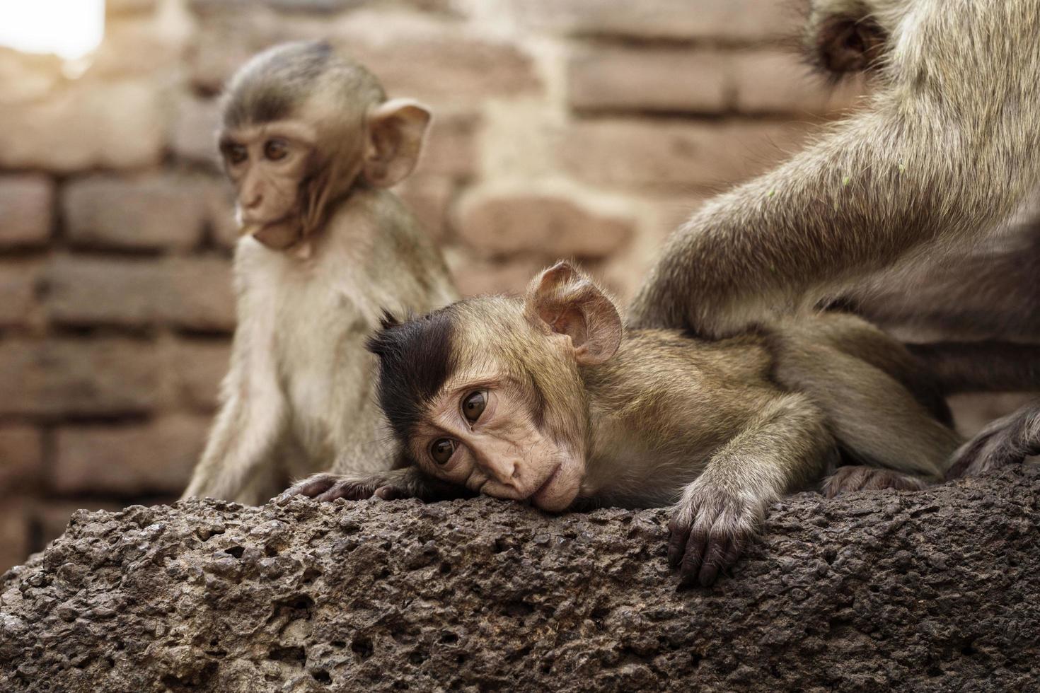 Monkey playing on brick. photo