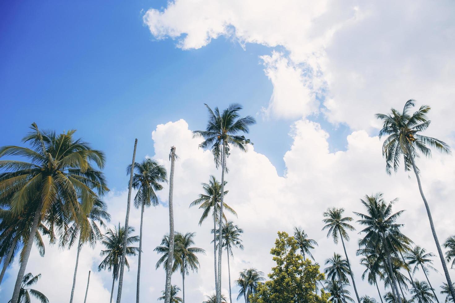 Palm tree at a daytime. photo