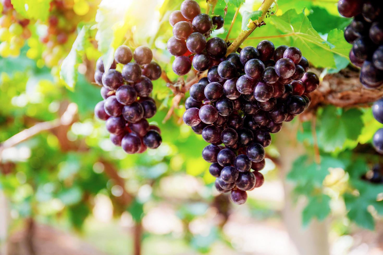 Red grapes with sunlight. photo