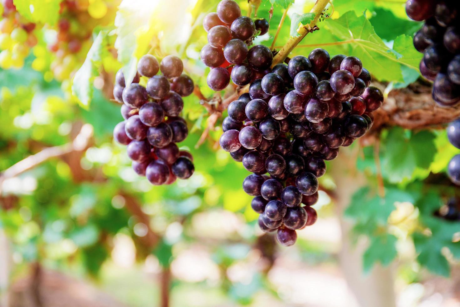 uvas rojas con luz solar. foto