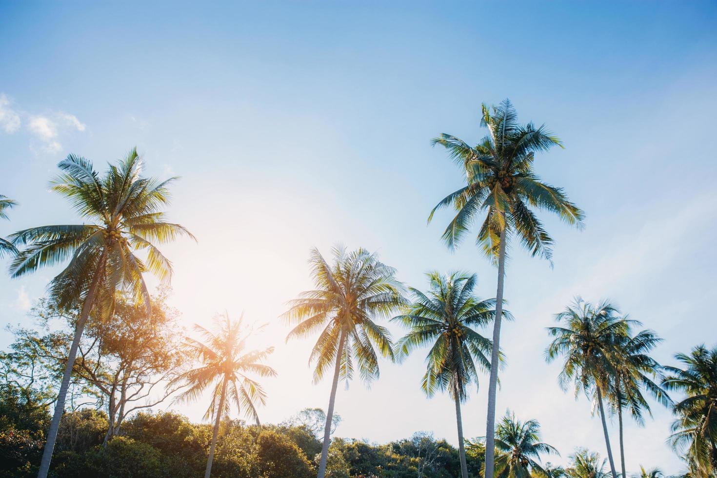 Palm tree with sunlight. photo