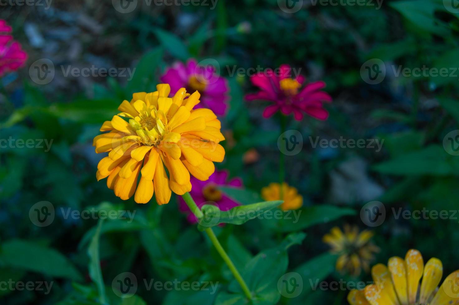 zinnias blooming in the garden. This flower has a very thin and stiff flower crown similar to a sheet of paper. Zinia consists of 20 species of plants photo