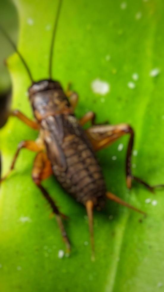 Defocused abstract background of cricket photo