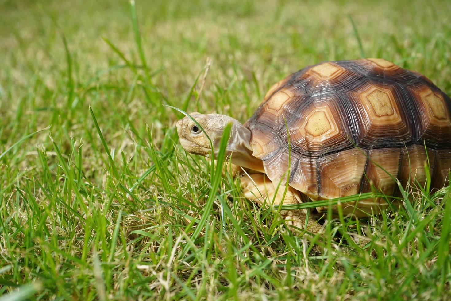 turtle on the green grass, centrochelys sulcata photo