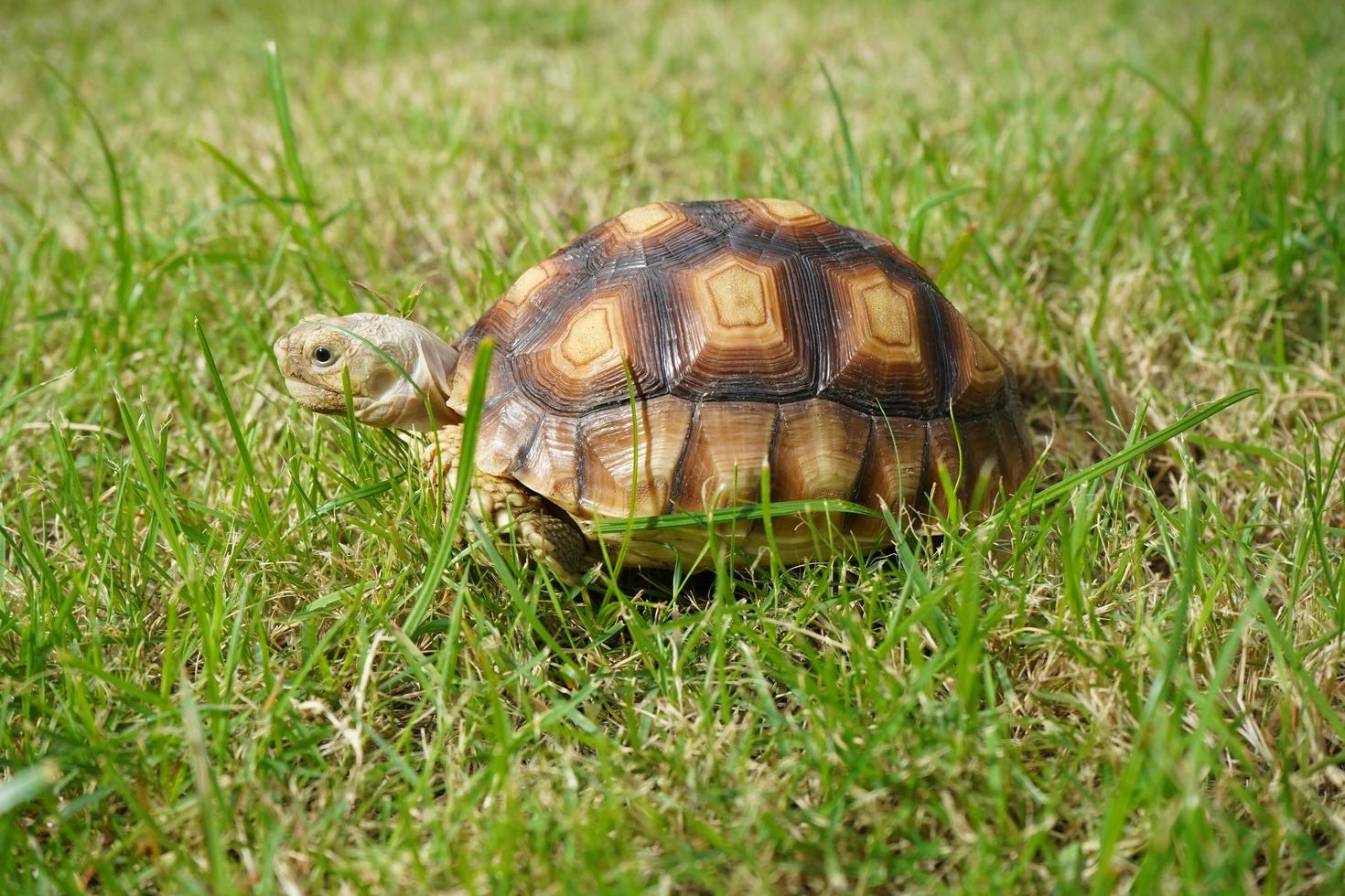 turtle on the green grass, centrochelys sulcata photo