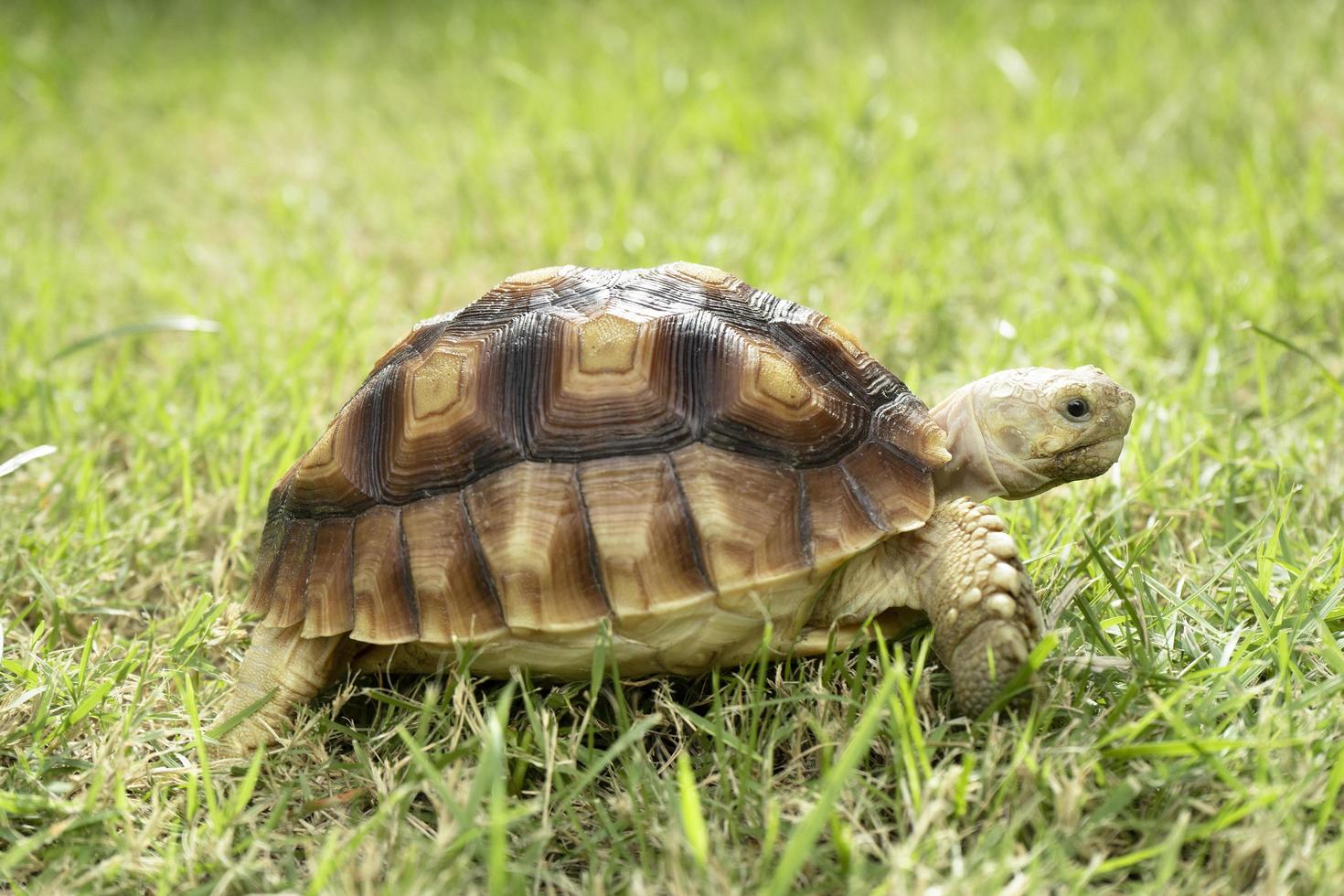 turtle on the green grass, centrochelys sulcata photo