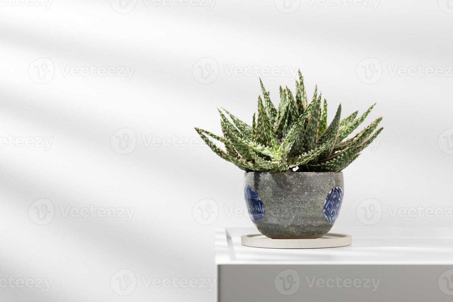 Aloe christmas carol in a gary ceramic pot on a white table. photo