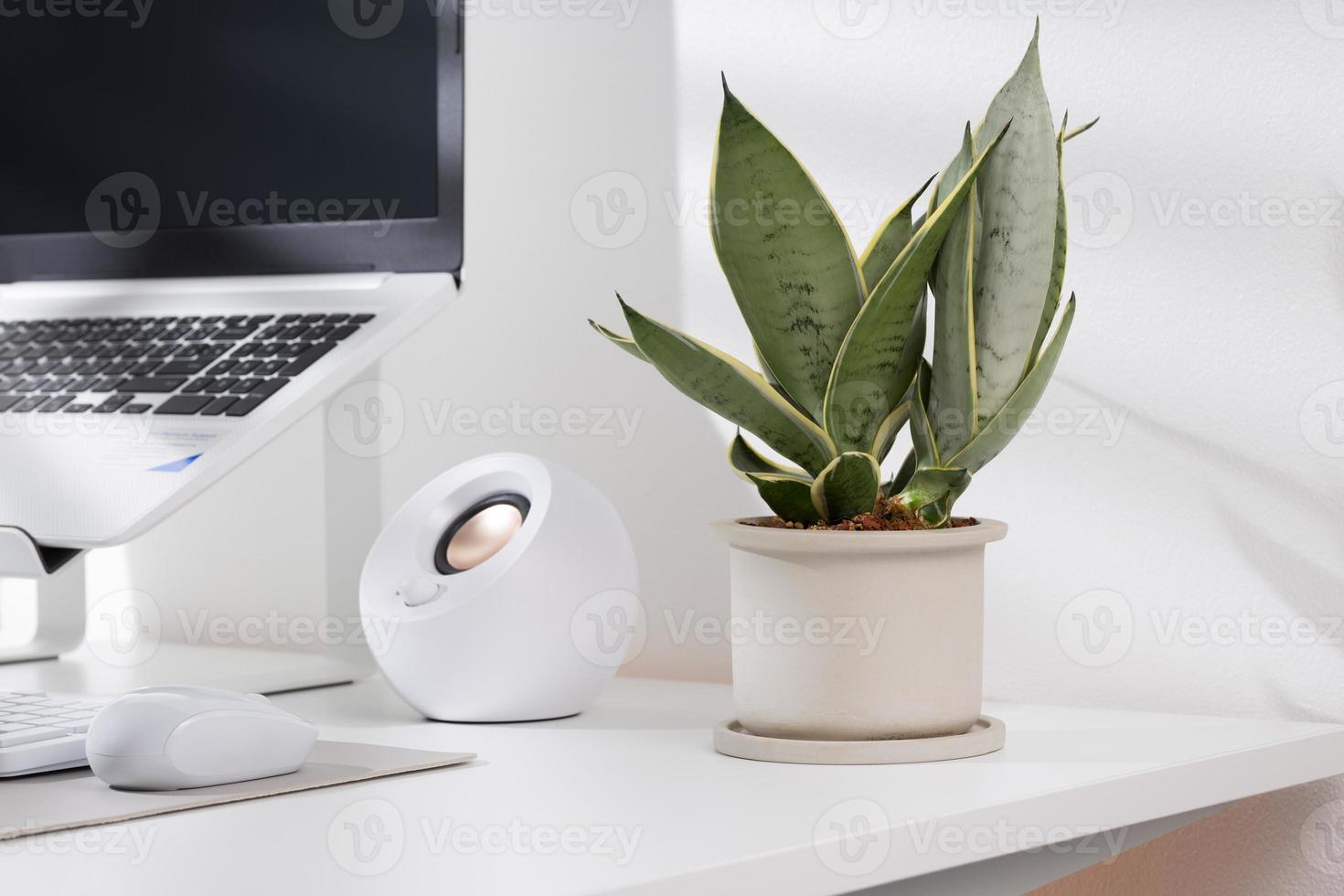 Snake plant dwarf varieties in minimalist white ceramic pots on a white desk. photo
