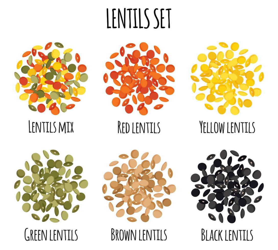 Lentils set with Red, Yellow, Green, Brown and Black lentils. vector
