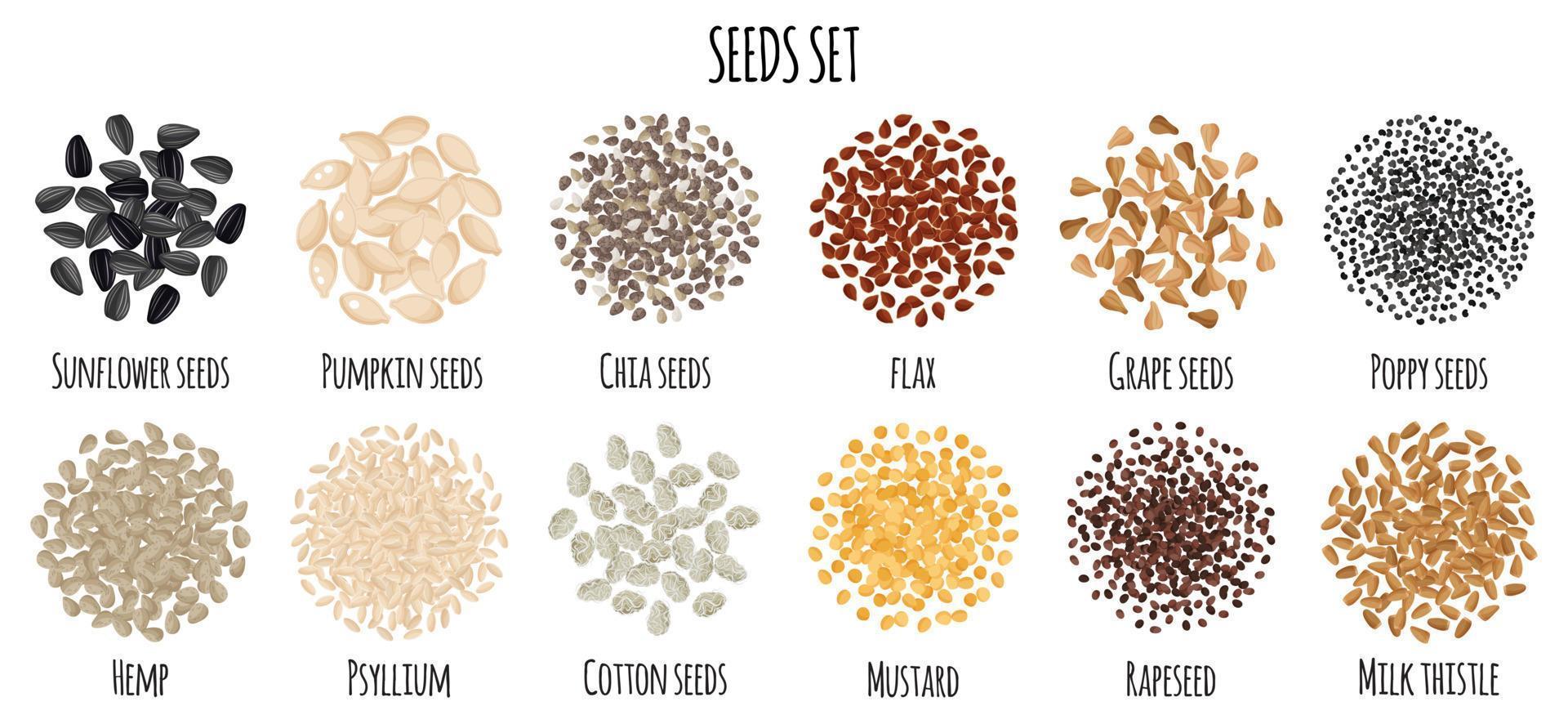 Seeds set with Sunflower, Pumpkin, Chia, Flax, Grape, Poppy, Hemp, Psyllium, Cotton, Mustrad etc. vector