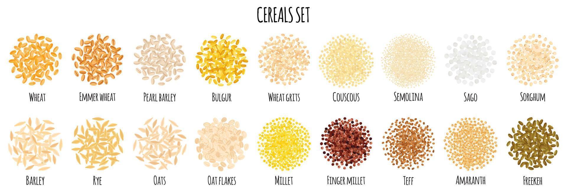 Cereals set with Wheat, Bulgur, Couscous, Semolina, Sago, Barley, Rye, Oats, Millet, Teff, Amaranth etc. vector