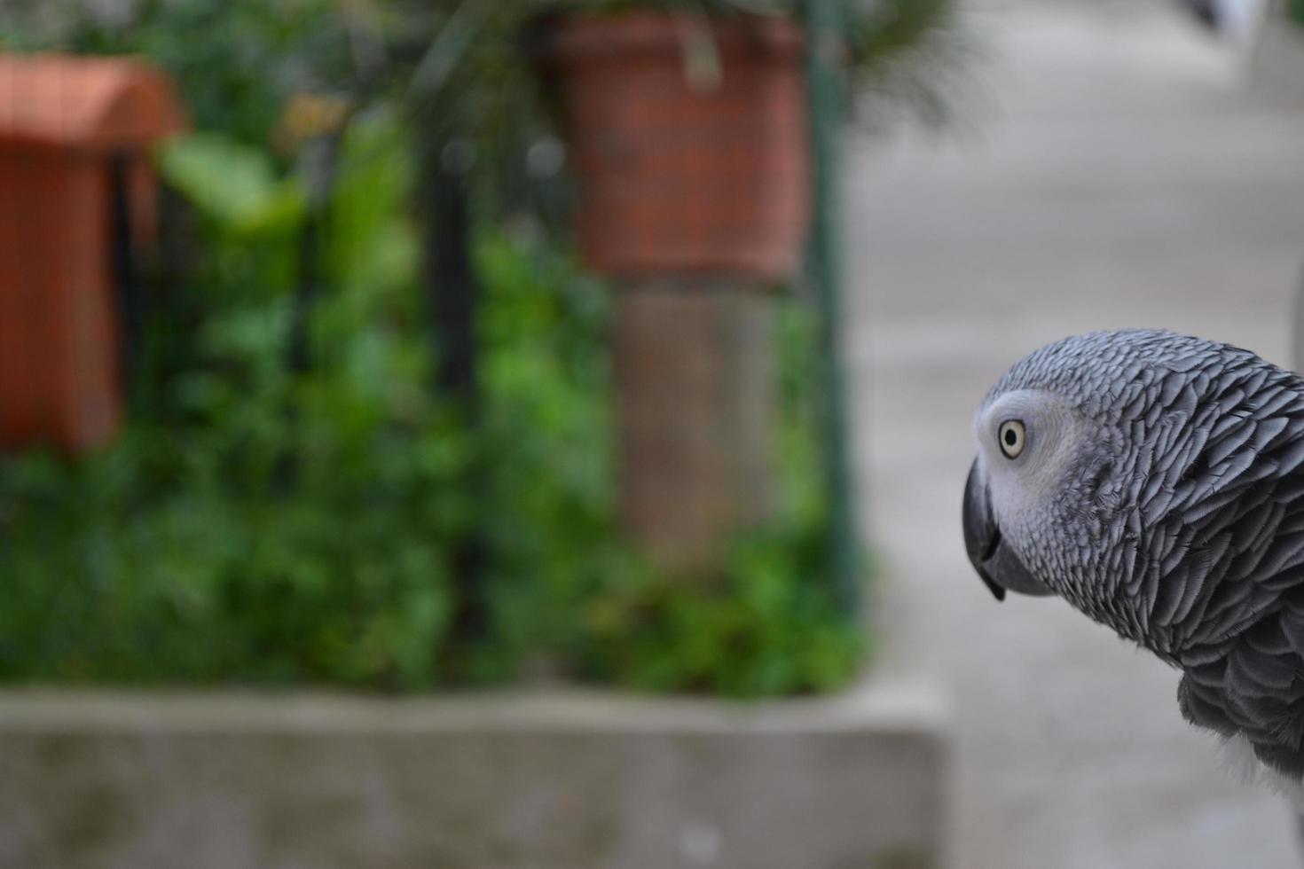 estoy listo para volar foto