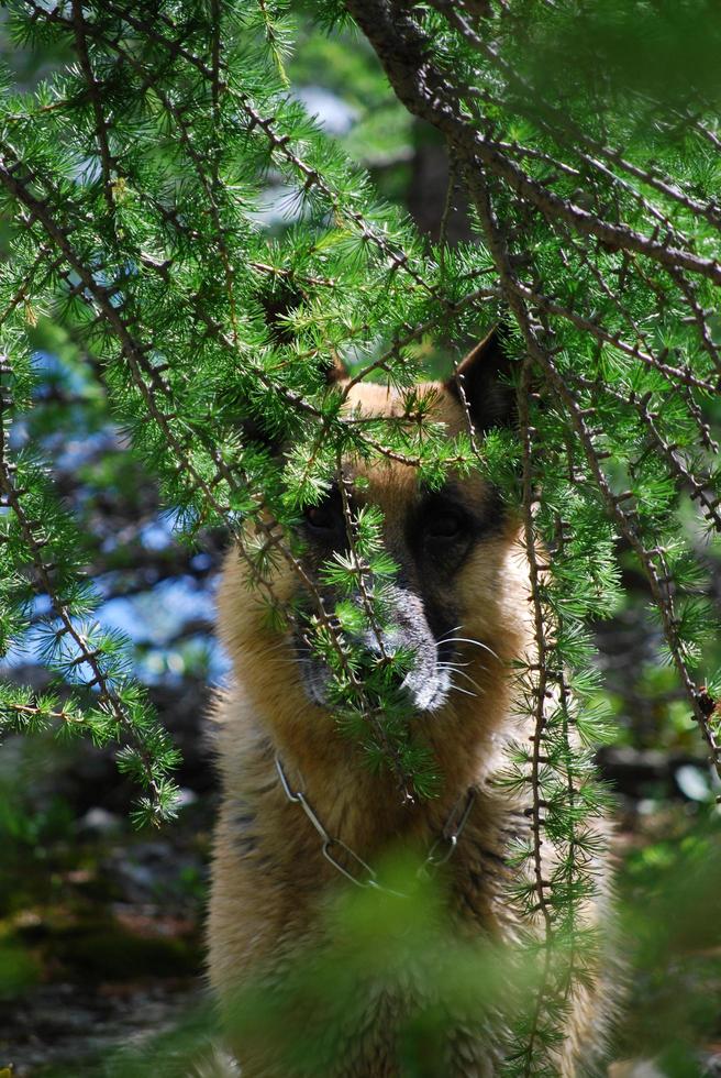 Klaus in the forest photo