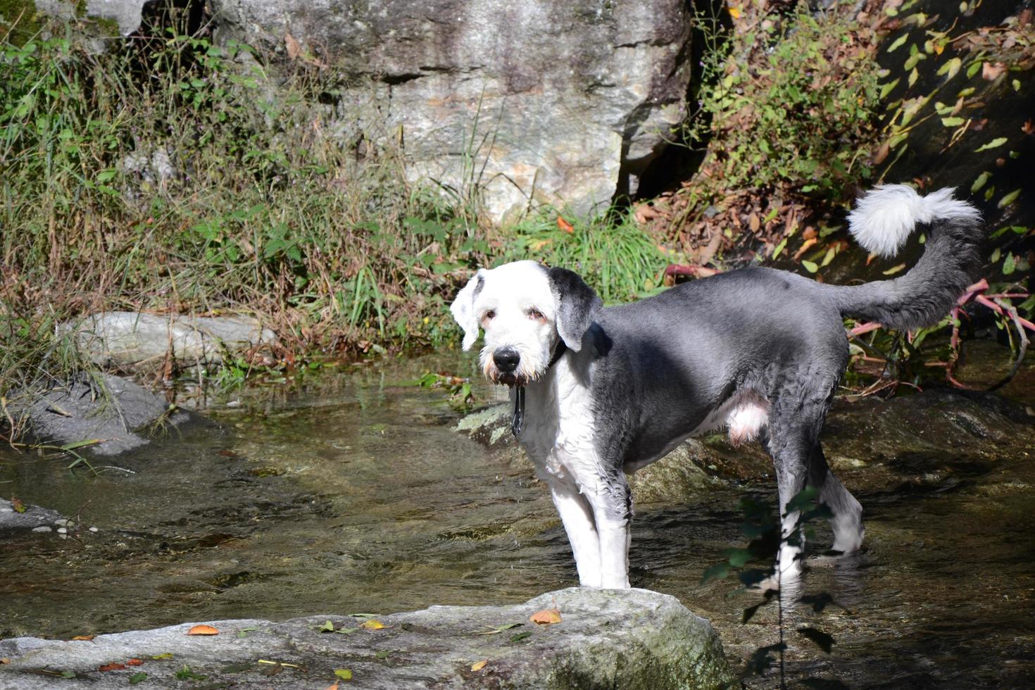 Dog model for a day photo