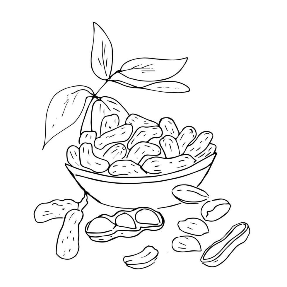 boceto dibujado a mano de la colección de frutos secos. garabato ilustración vectorial. juego de nueces. alimentos orgánicos saludables. diseño de envases de frutos secos. estilo grabado. color blanco y negro. vector