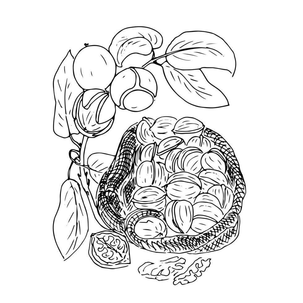 boceto dibujado a mano de la colección de frutos secos. garabato ilustración vectorial. juego de nueces. alimentos orgánicos saludables. diseño de envases de frutos secos. estilo grabado. color blanco y negro. vector