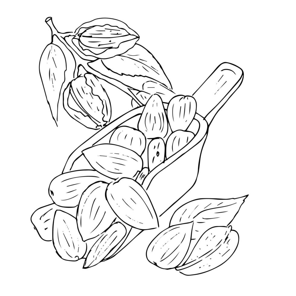 boceto dibujado a mano de la colección de frutos secos. garabato ilustración vectorial. juego de nueces. alimentos orgánicos saludables. diseño de envases de frutos secos. estilo grabado. color blanco y negro. vector