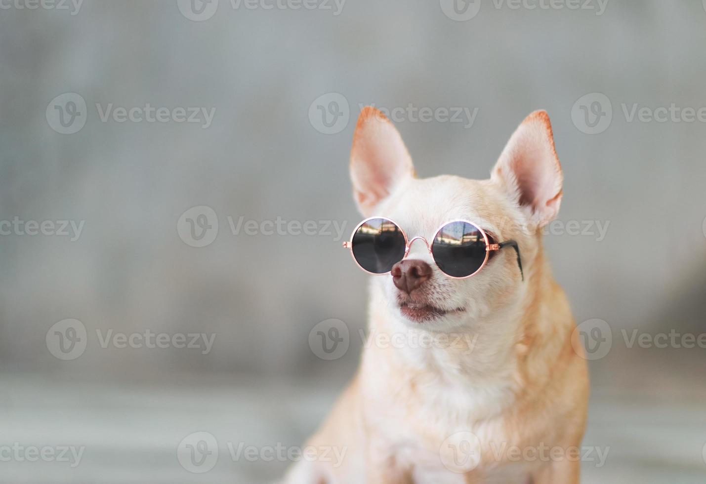 brown short hair chihuahua dog wearing sunglasses  on cement wall background with copy space, looking back.  Head shot photo. photo