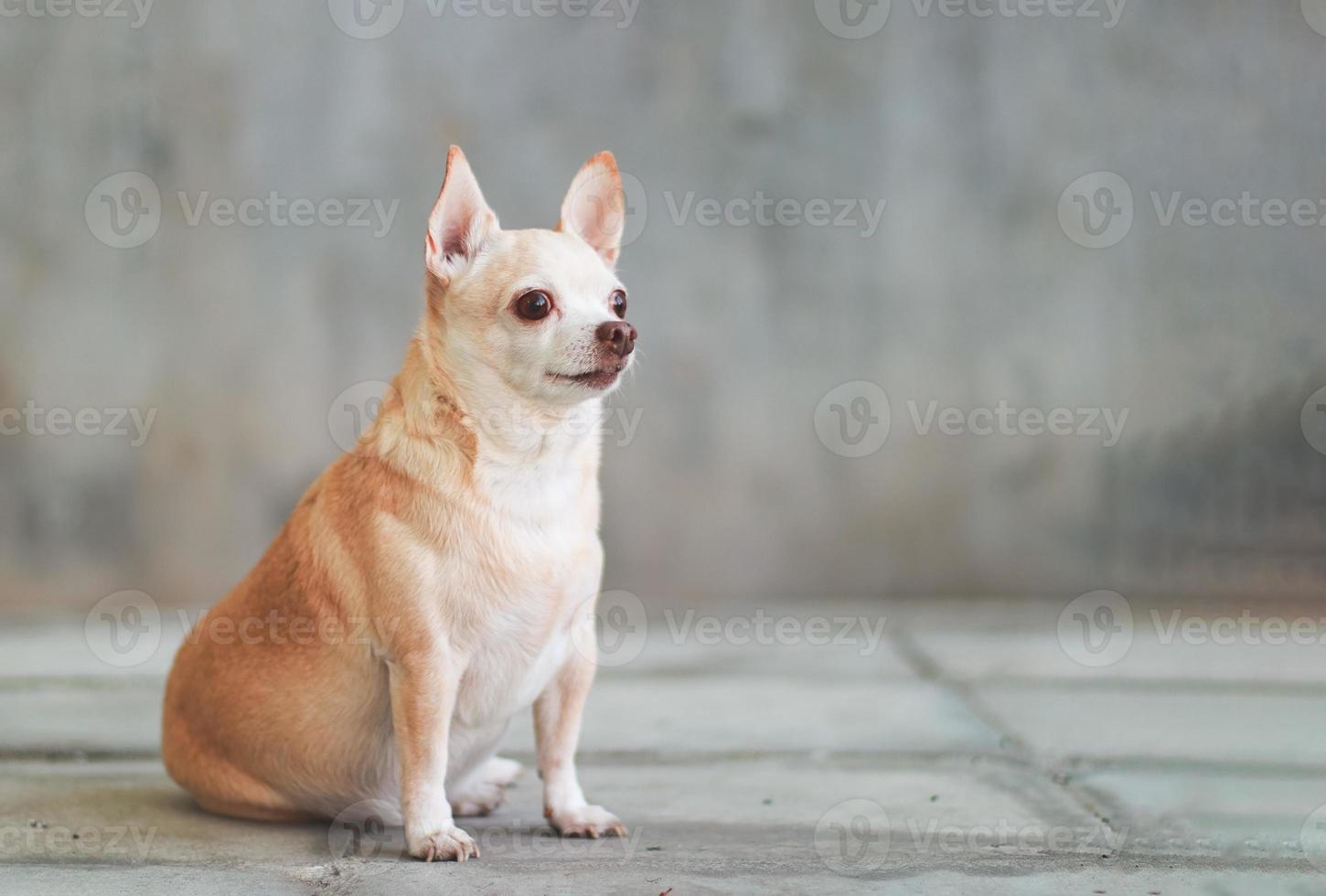 Perro chihuahua de pelo corto marrón gordo sentado en el suelo de cemento y fondo de pared de cemento, mirando hacia otro lado. foto