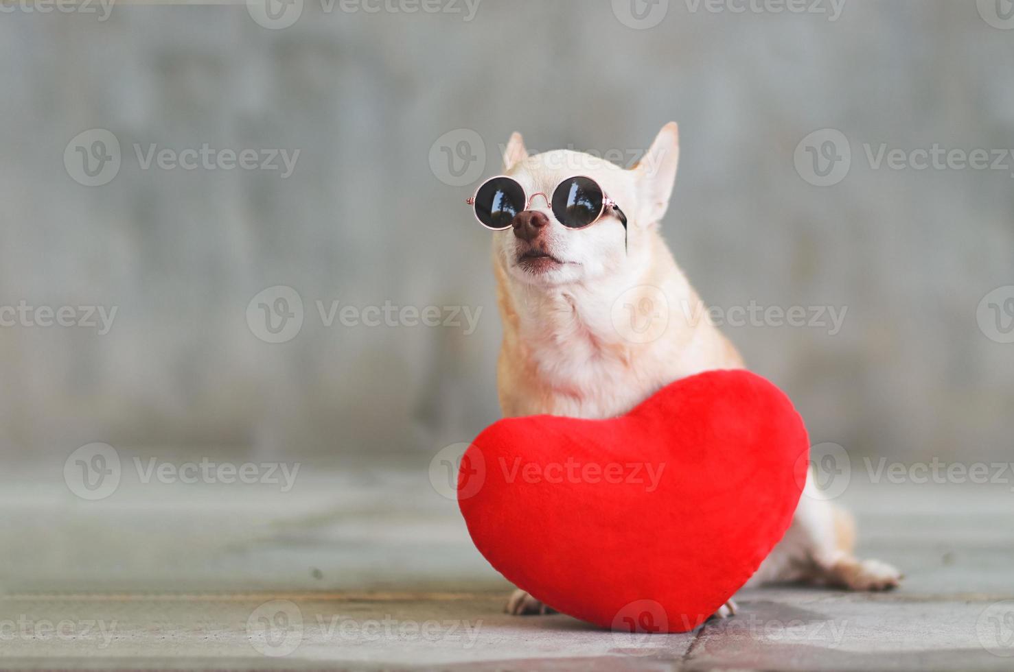 Portrait of brown short hair Chihuahua dog wearing sunglasses  sitting  with red heart shape pillow on blurred tile floor and  cement wall Valentine's day concept. photo