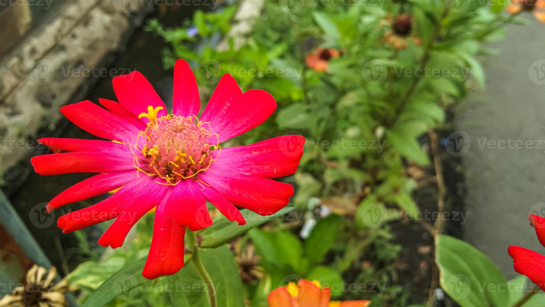 beauty blossom of Common Zinnia or Zinnia elegans is one of the most famous flowering photo