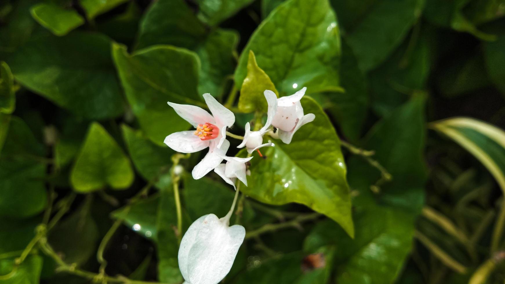 Close up Leptopus Antigonone Flowers or White Coral Vine photo