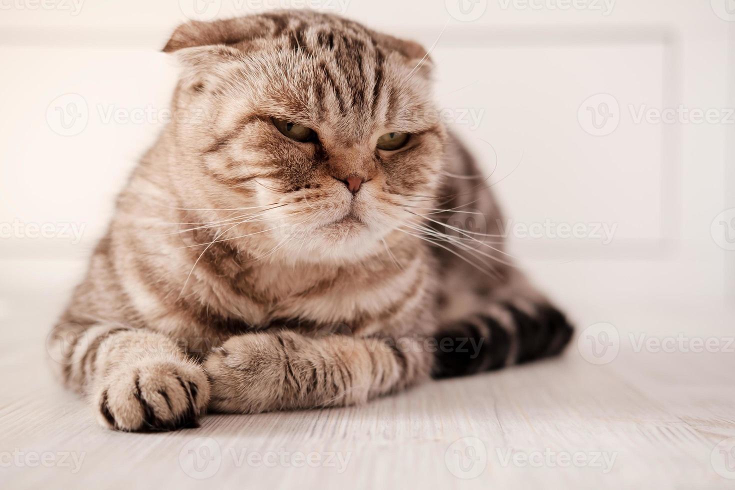 Sad cat, Scottish Fold lies on the floor and looks pensively to the side. photo