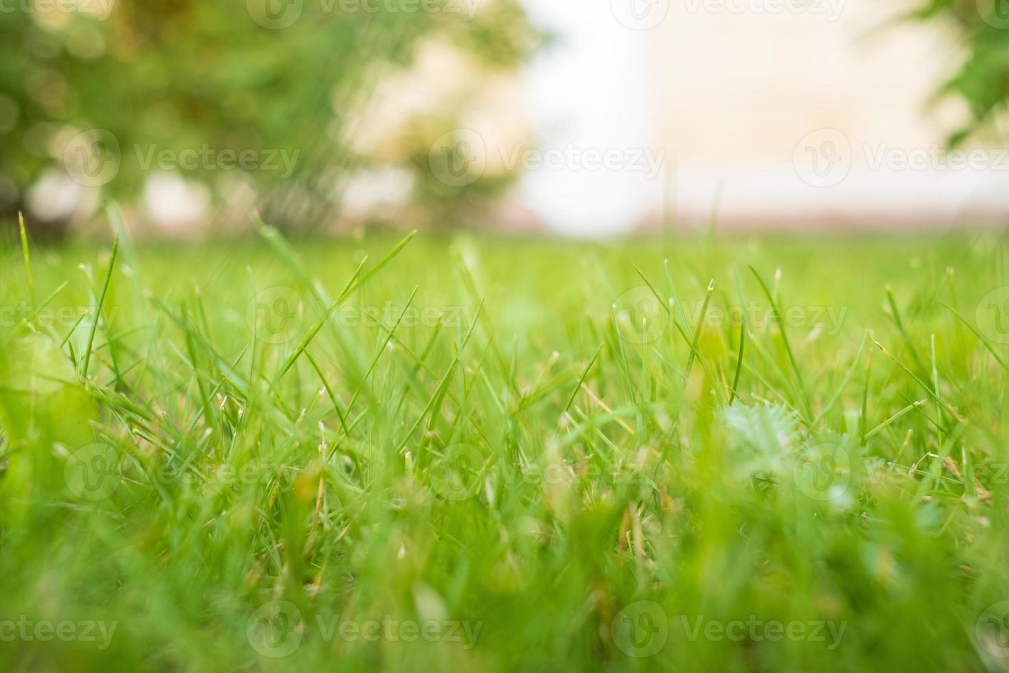 Mowed grass on the lawn in the yard, against a blurred background of a stone fence. photo