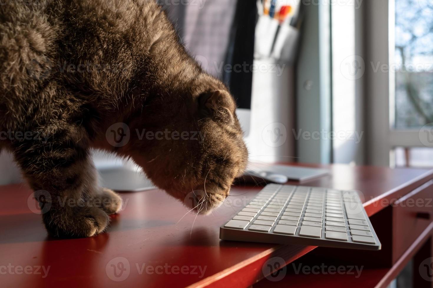 el gato huele el teclado, que se encuentra peligrosamente en el borde de la mesa y puede caerse. actitud descuidada hacia el aparato. foto