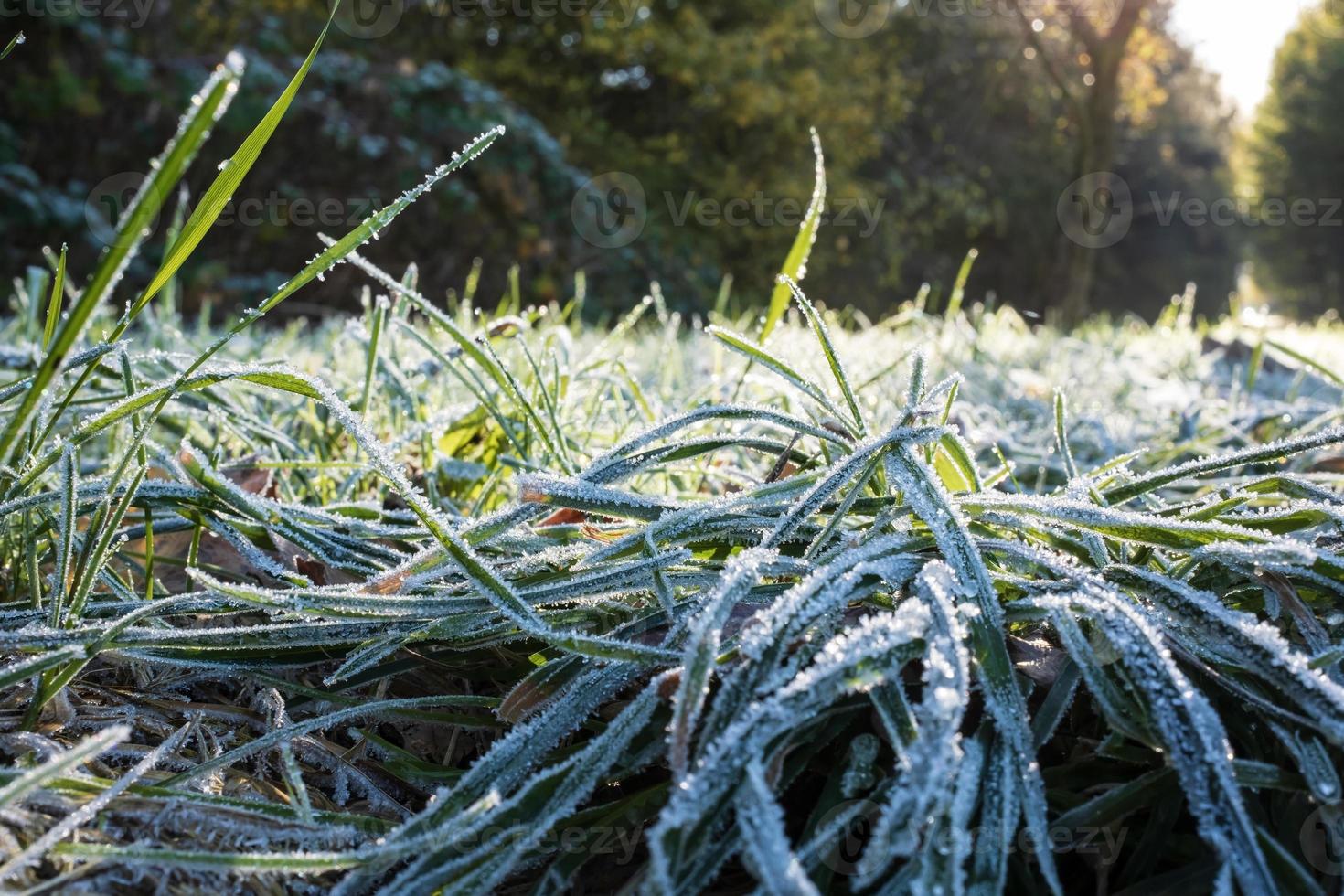 Green grass in hoarfrost, glistens in the rays of the morning autumn sun, in the park. Bottom view. photo