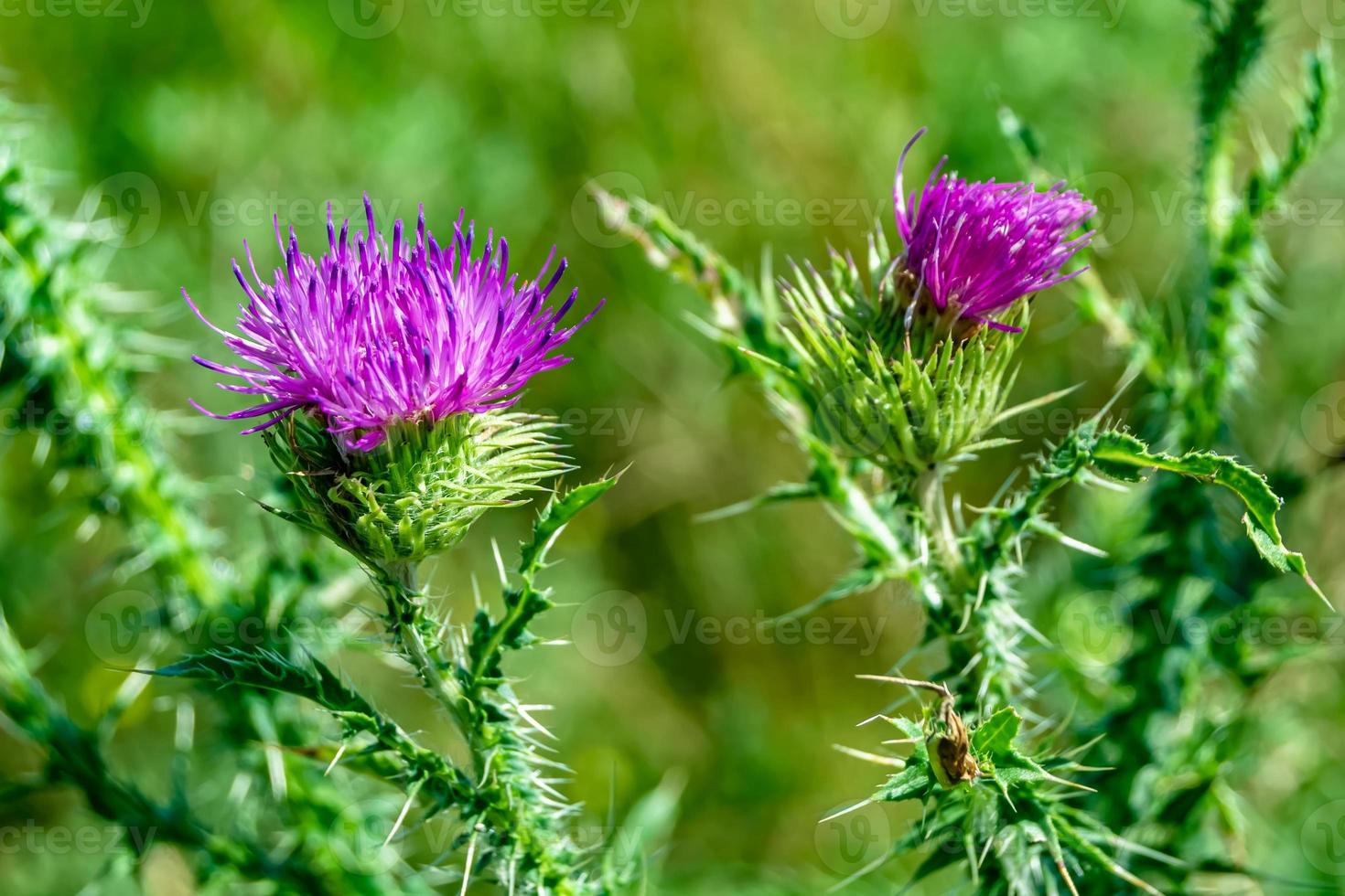 Beautiful growing flower root burdock thistle on background meadow photo