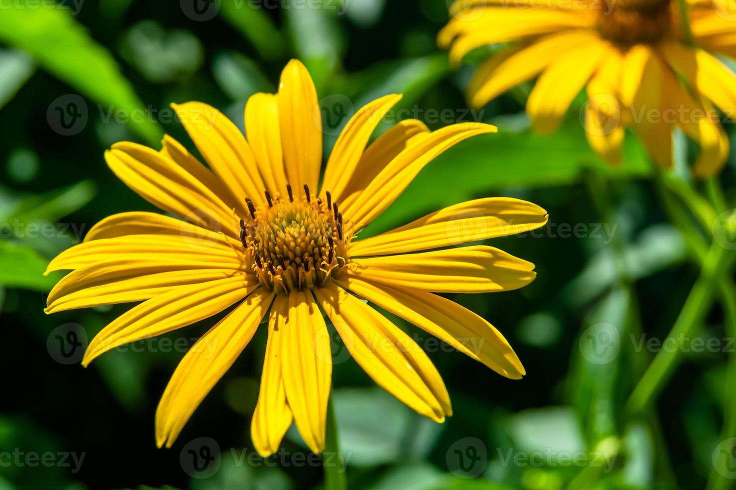 Fine wild growing flower aster false sunflower on background meadow photo