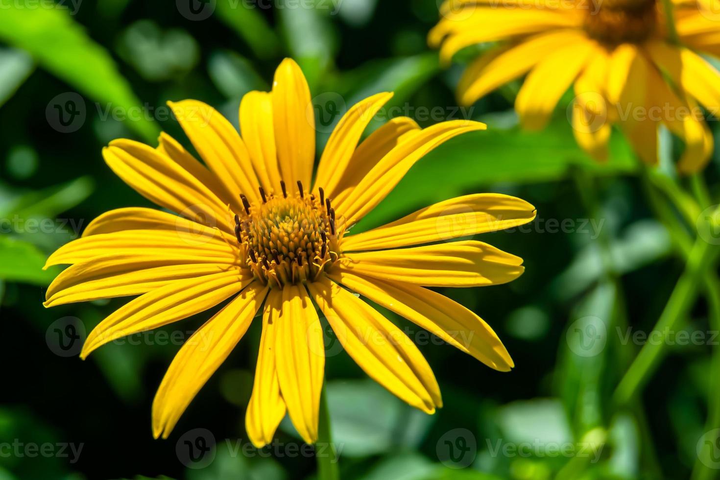 fina flor silvestre creciente aster falso girasol en pradera de fondo foto