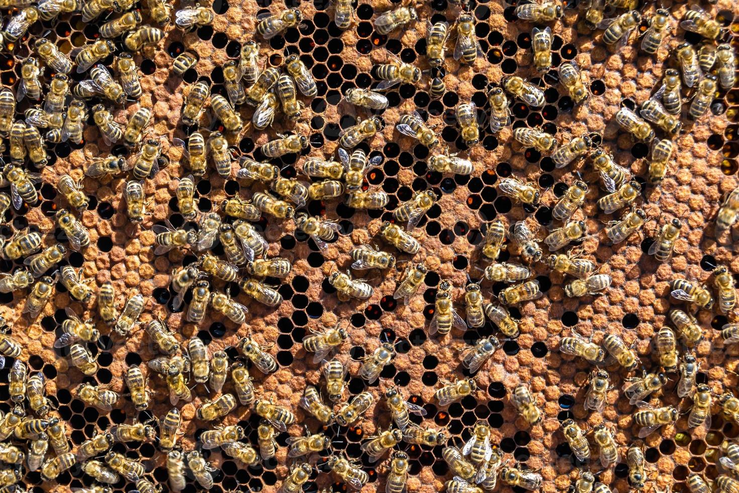 Abstract hexagon structure is honeycomb from bee hive filled photo