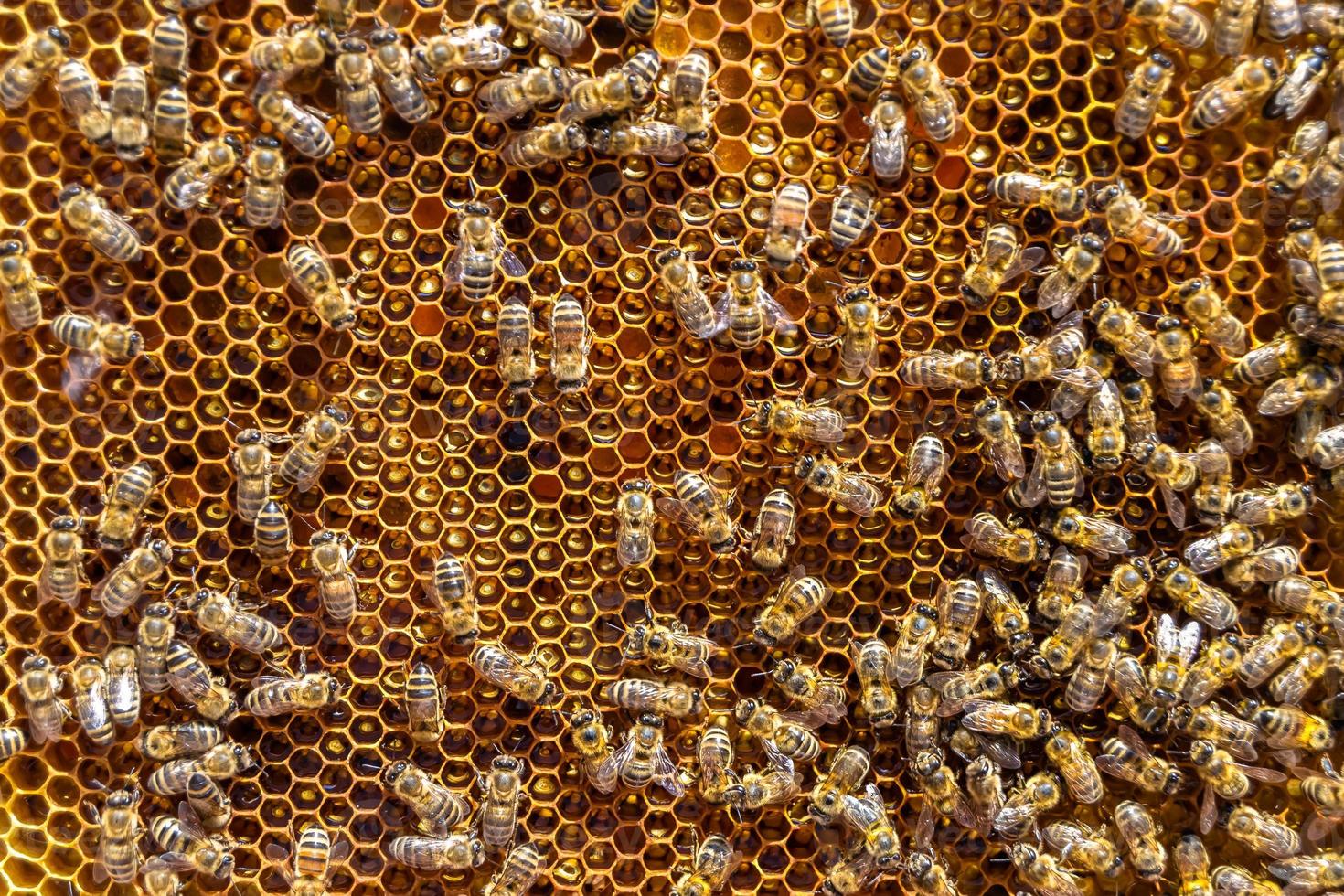 Abstract hexagon structure is honeycomb from bee hive filled photo