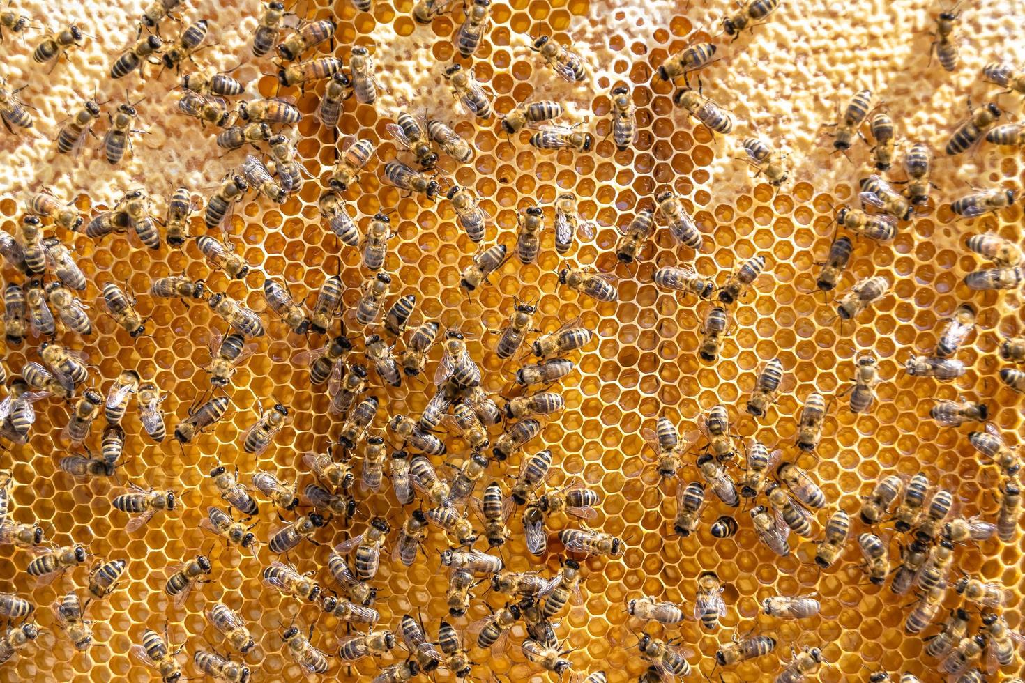 Abstract hexagon structure is honeycomb from bee hive filled photo