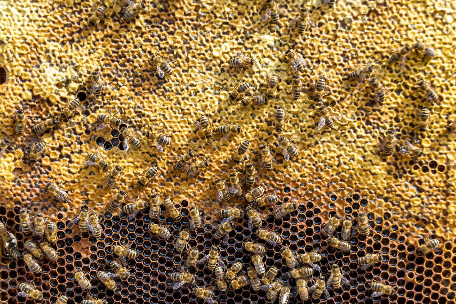 Abstract hexagon structure is honeycomb from bee hive filled photo