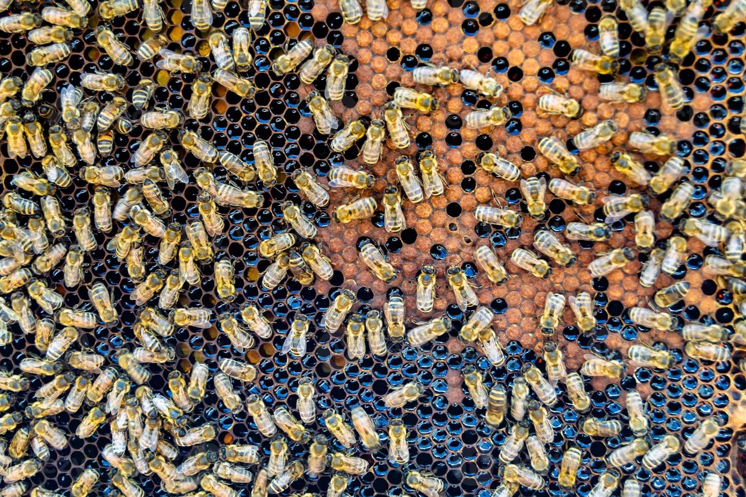 Abstract hexagon structure is honeycomb from bee hive filled photo