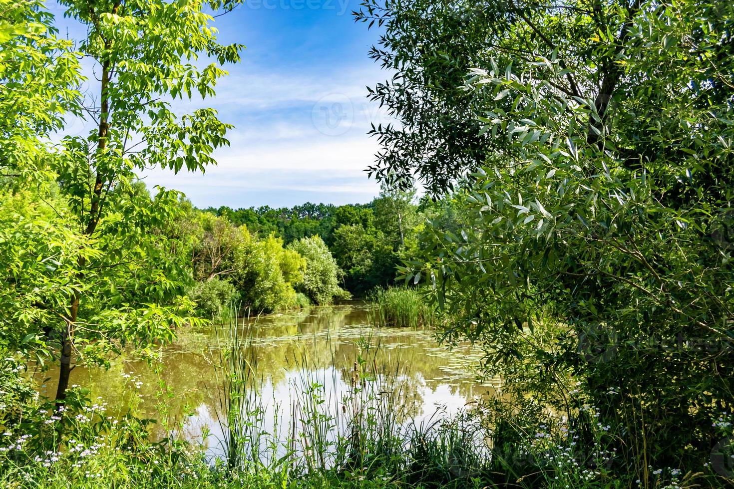Beautiful grass swamp reed growing on shore reservoir in countryside photo
