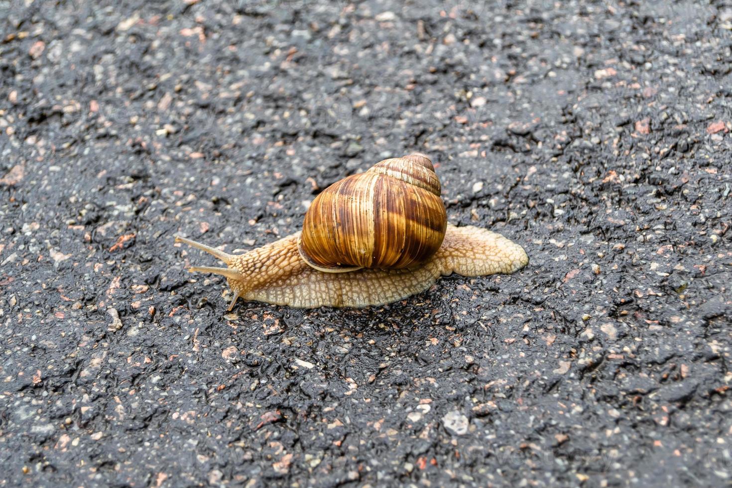 Big garden snail in shell crawling on wet road hurry home photo