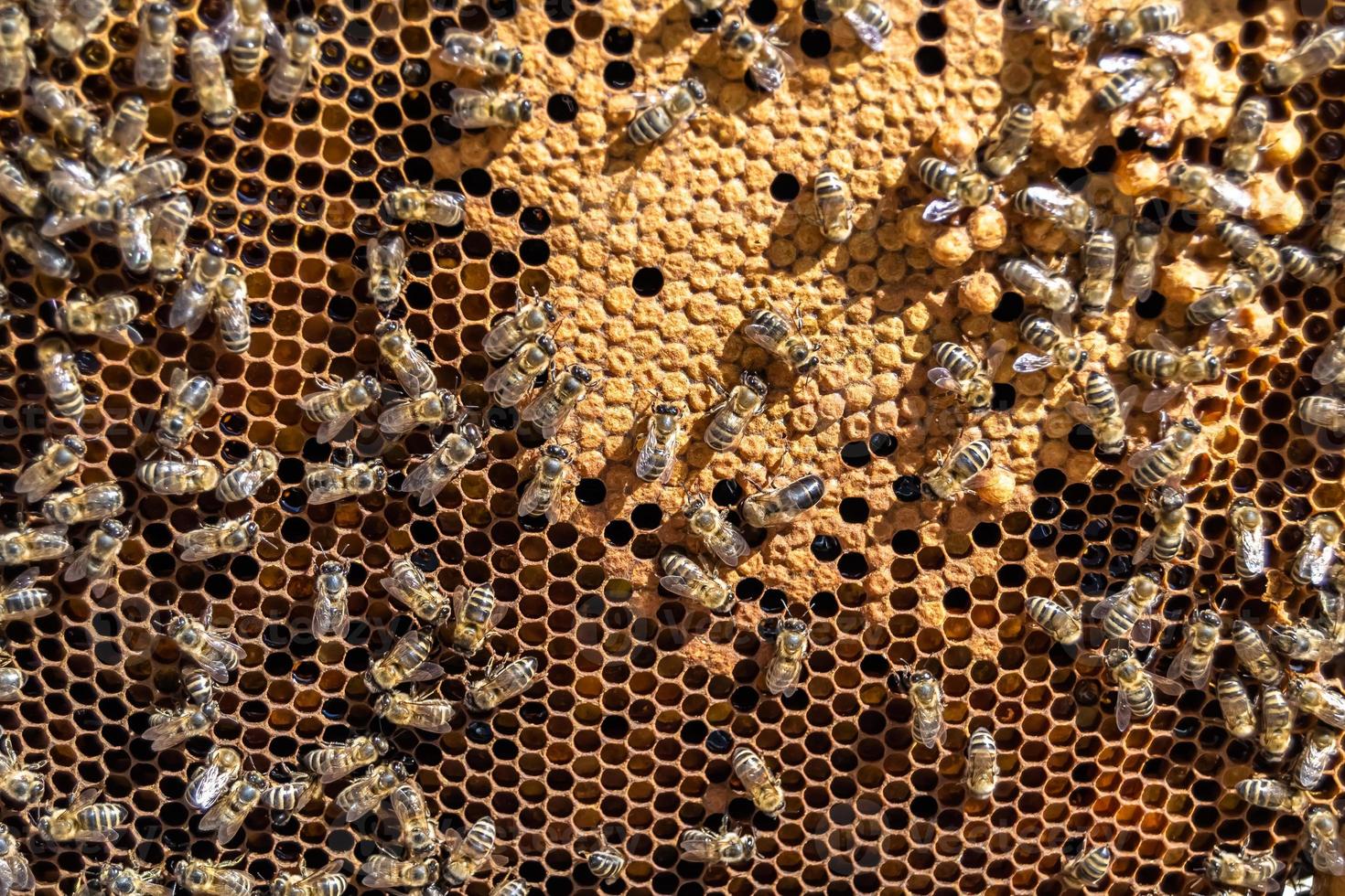 La estructura hexagonal abstracta es un panal de abejas lleno de colmena foto