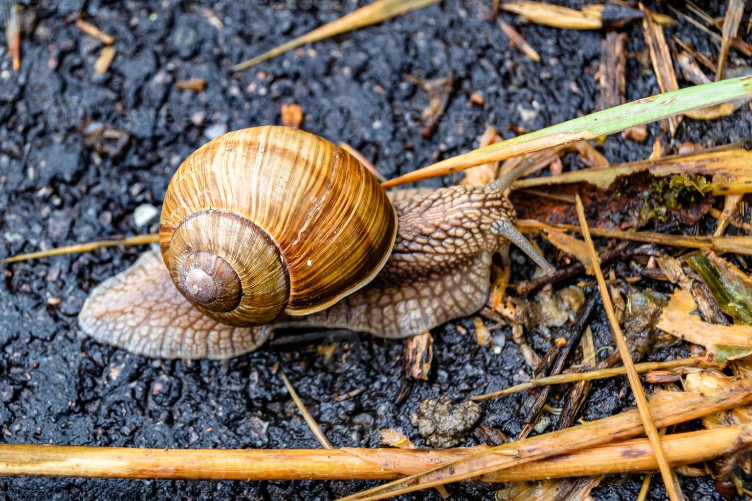 Big garden snail in shell crawling on wet road hurry home photo