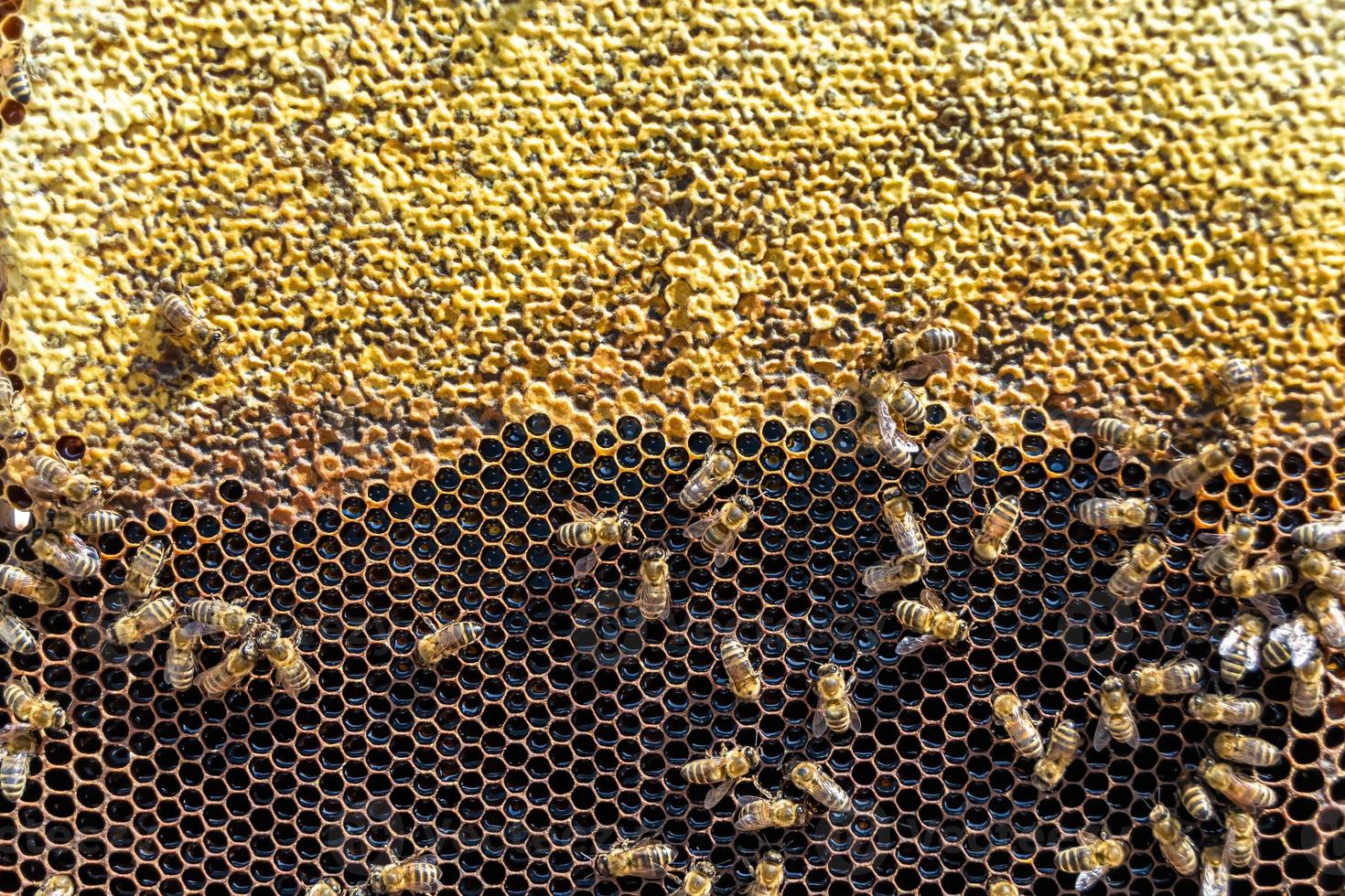Abstract hexagon structure is honeycomb from bee hive filled photo