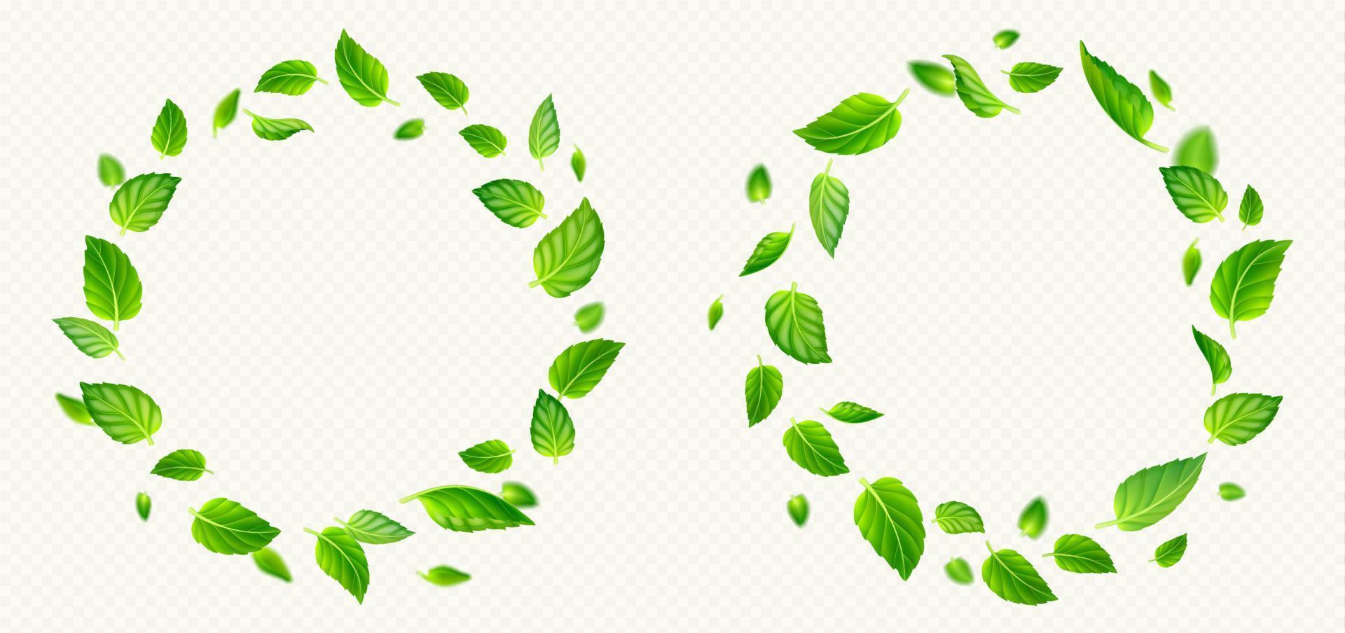 Set of green tea or mint leaves circle frames vector