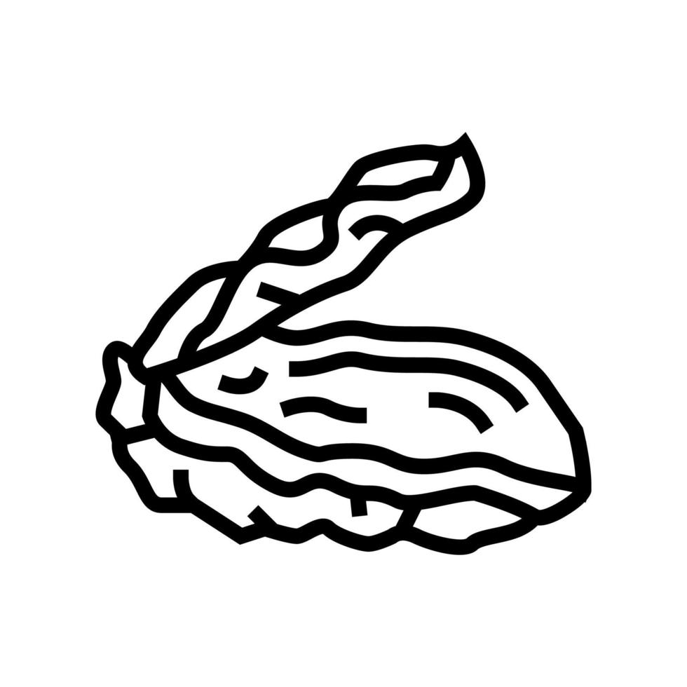 oyster opened shell line icon vector illustration