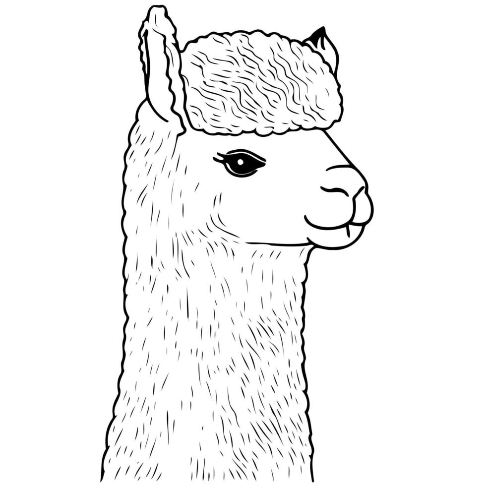 cabeza de animal camélido llamado alpaca vector