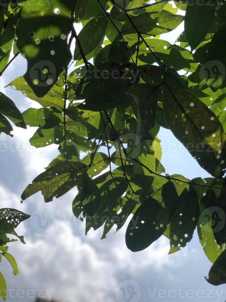 green leaves against sky photo