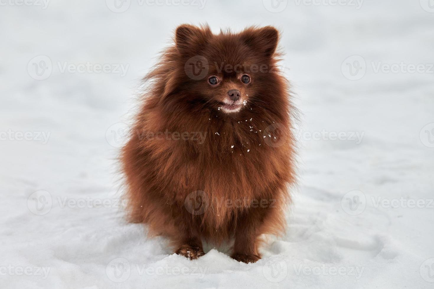 feliz perro pomeranian spitz en invierno al aire libre caminando retrato de tamaño completo lindo chocolate spitz foto