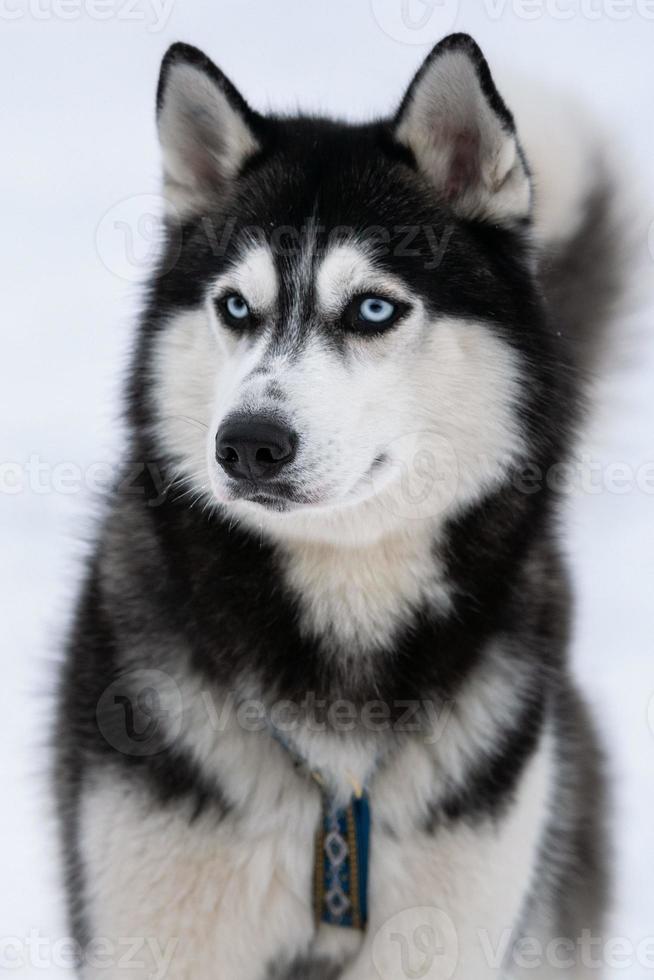 Husky dog portrait, winter snowy background. Funny pet on walking before sled dog training. photo