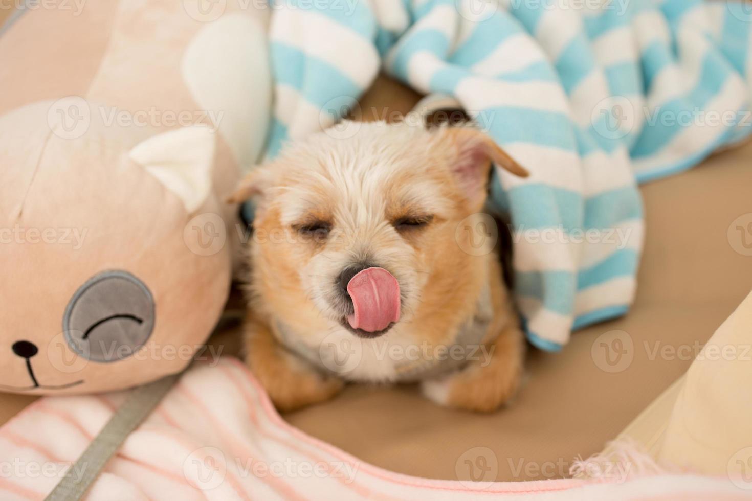 Close up chihuahua puppy dog sleeping with toy and doll. photo